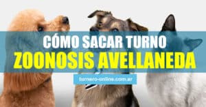 imagen de perros y gatos para cómo sacar turnos online y teléfono en centro municipal zoonosis avellaneda